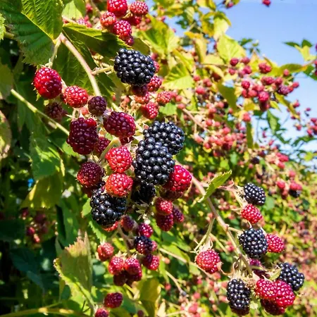 Village House St. Michael Apartamento *